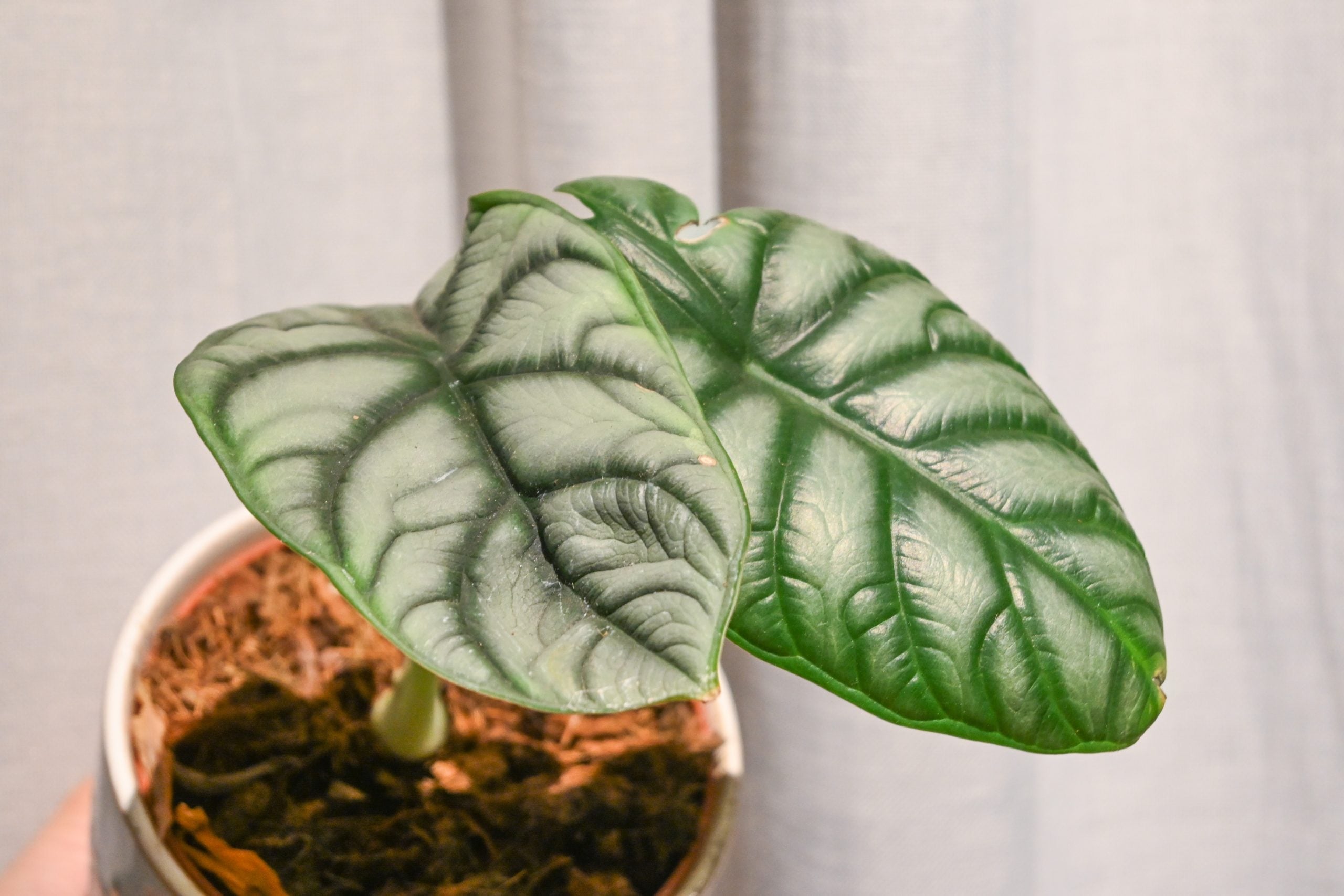 Alokazija (alocasia)