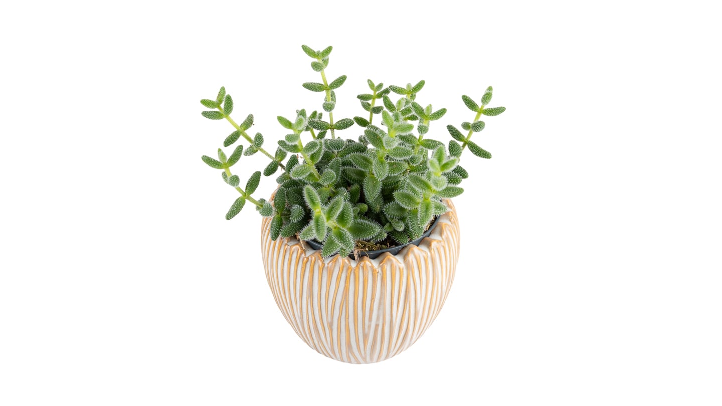 Krastavac sukulent - Delosperma echinatum: Pickle Plant - S