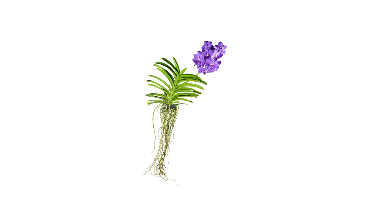 Viseća Orhideja Vanda: Vanda Orchid Phalaenopsis - M