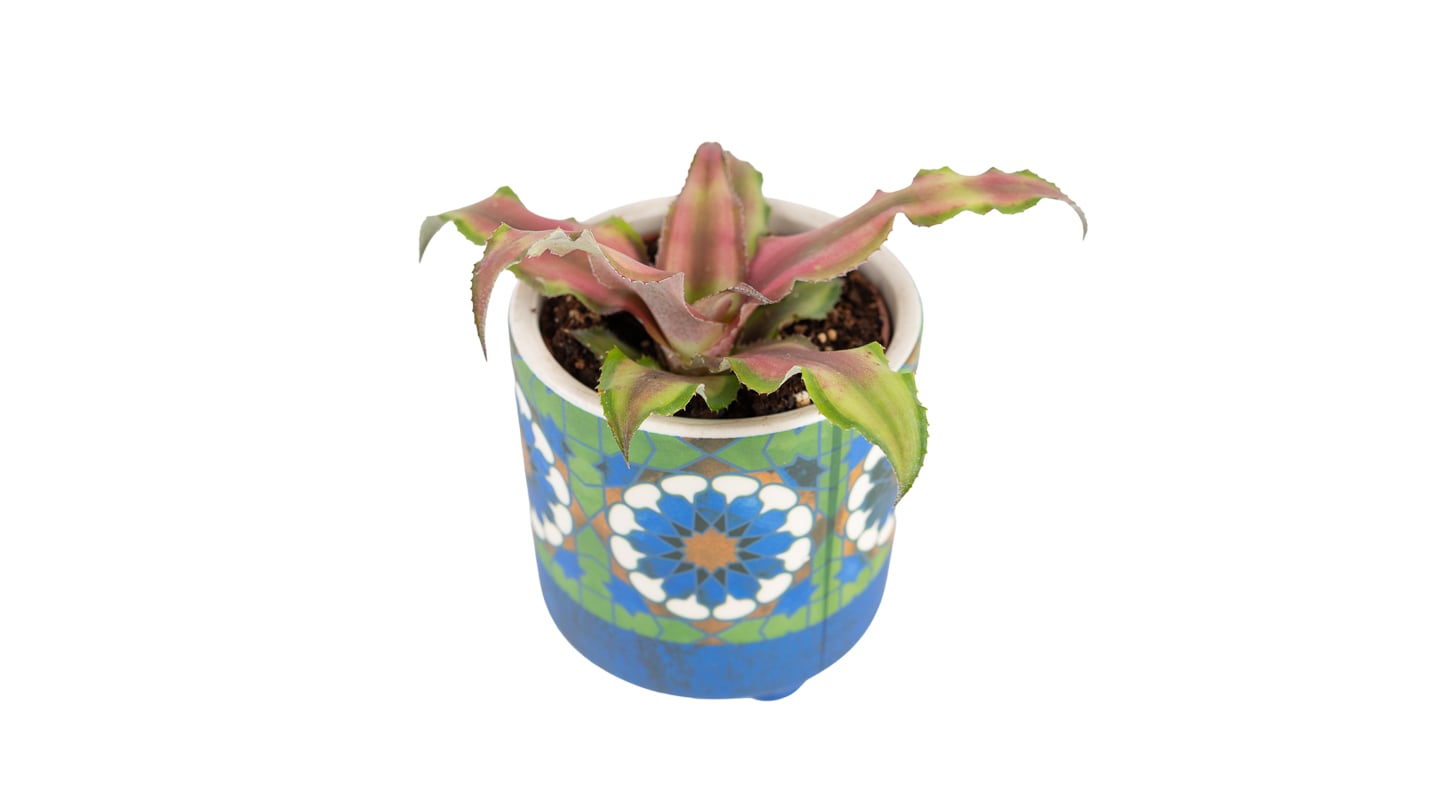 Kriptantus (Cryptanthus bivittatus) - S