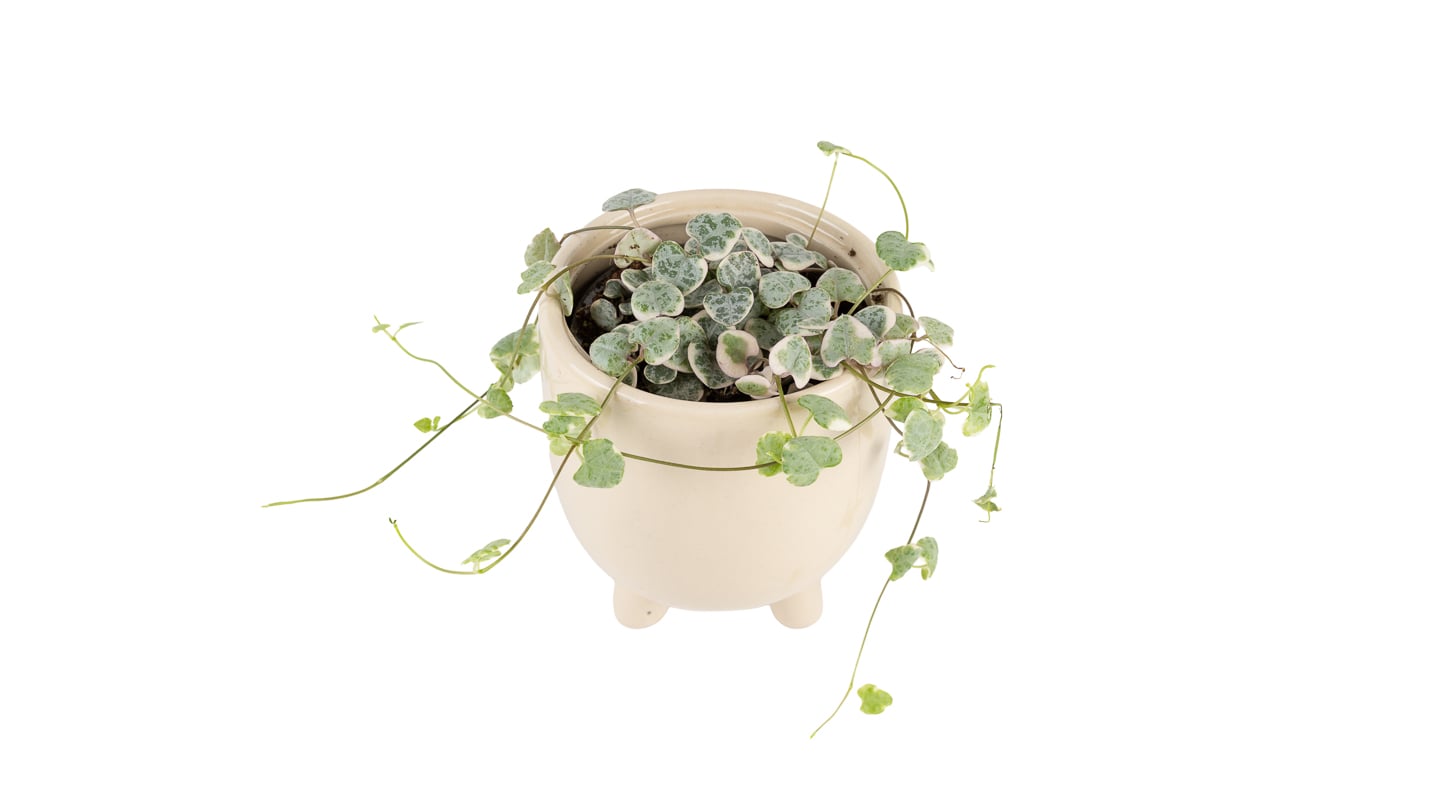Ceropegia woodii - S