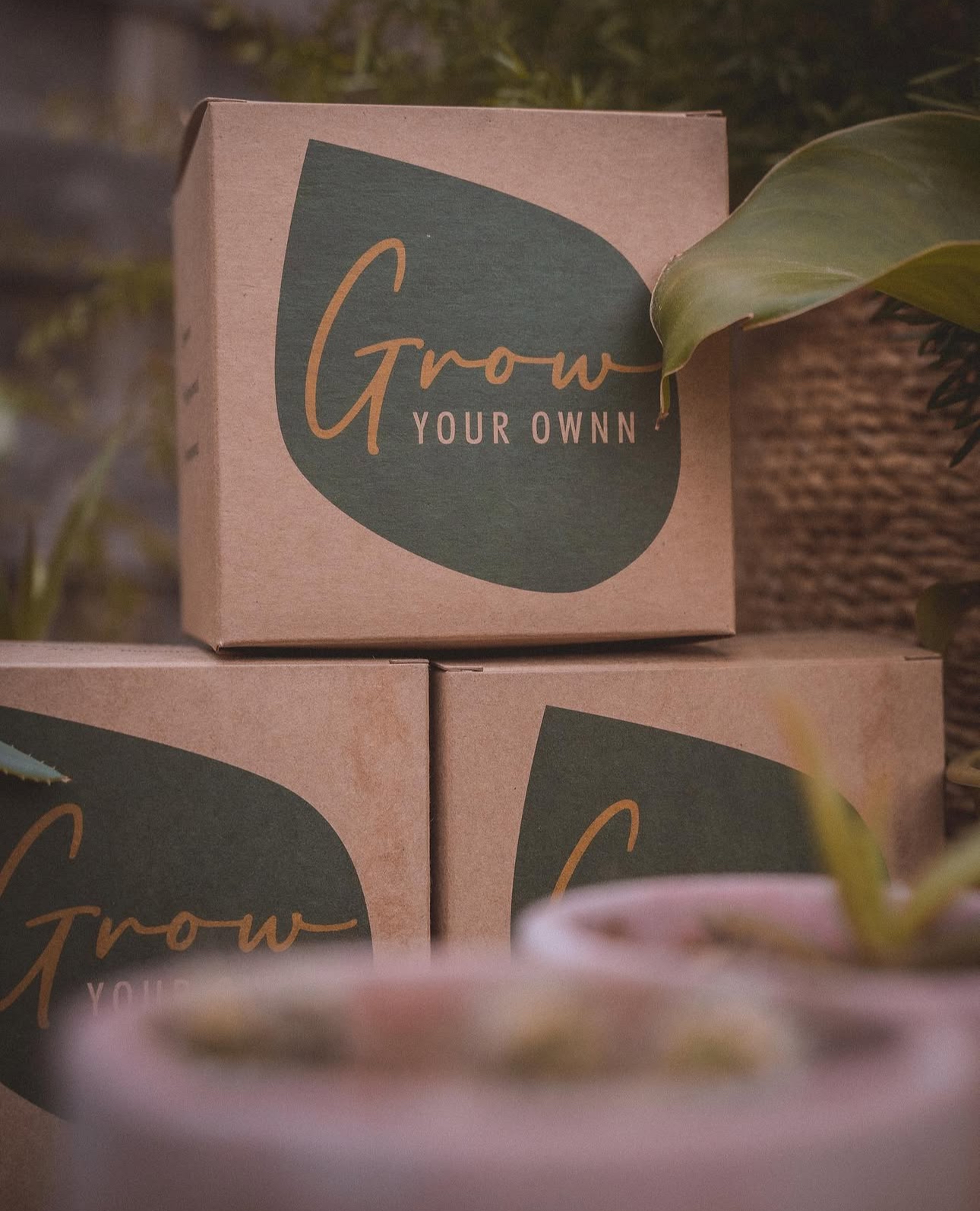 DIY set: Za uzgoj sobne biljke iz sjemena - Grow Your Own