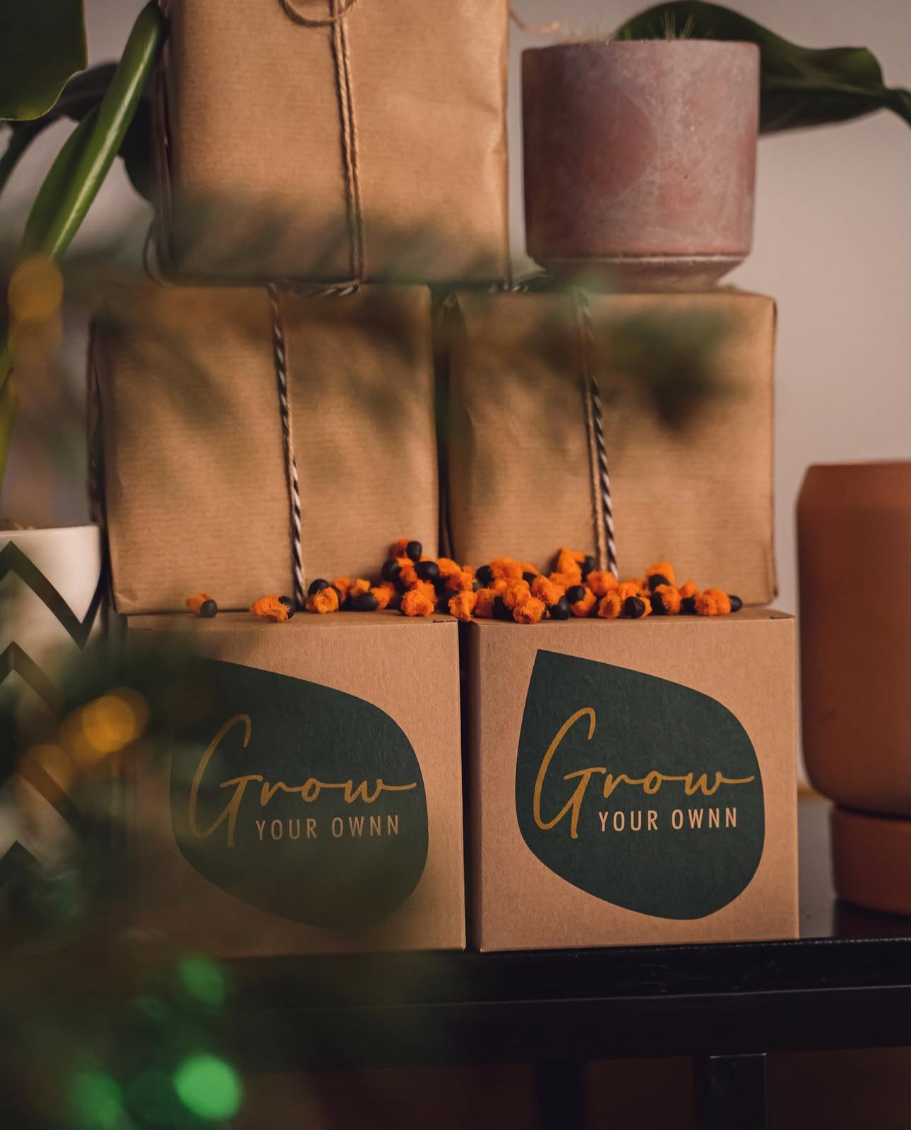 DIY set: Za uzgoj sobne biljke iz sjemena - Grow Your Own