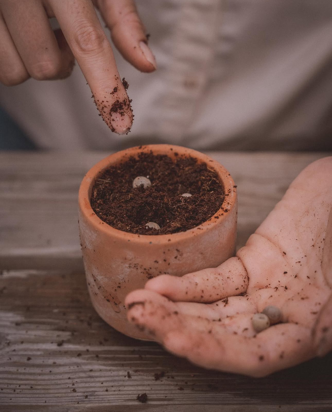 DIY set: Za uzgoj sobne biljke iz sjemena - Grow Your Own