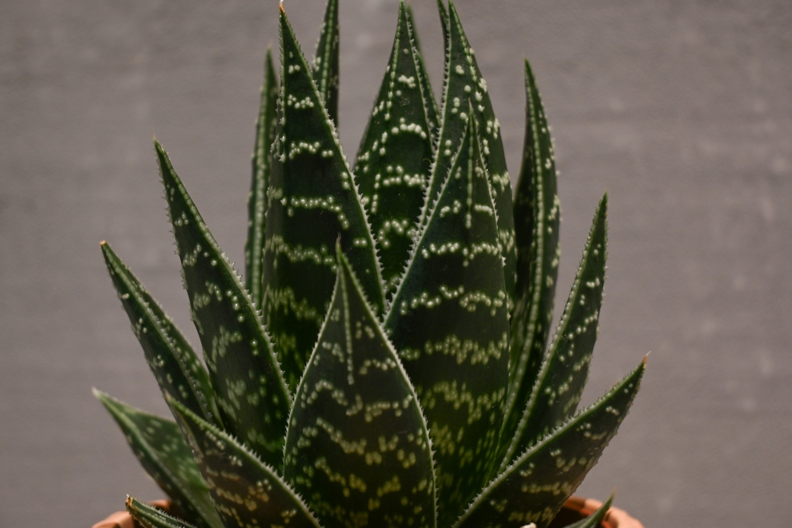 Aloe Tiki Tahi: Aloe Vera Hybrid - S