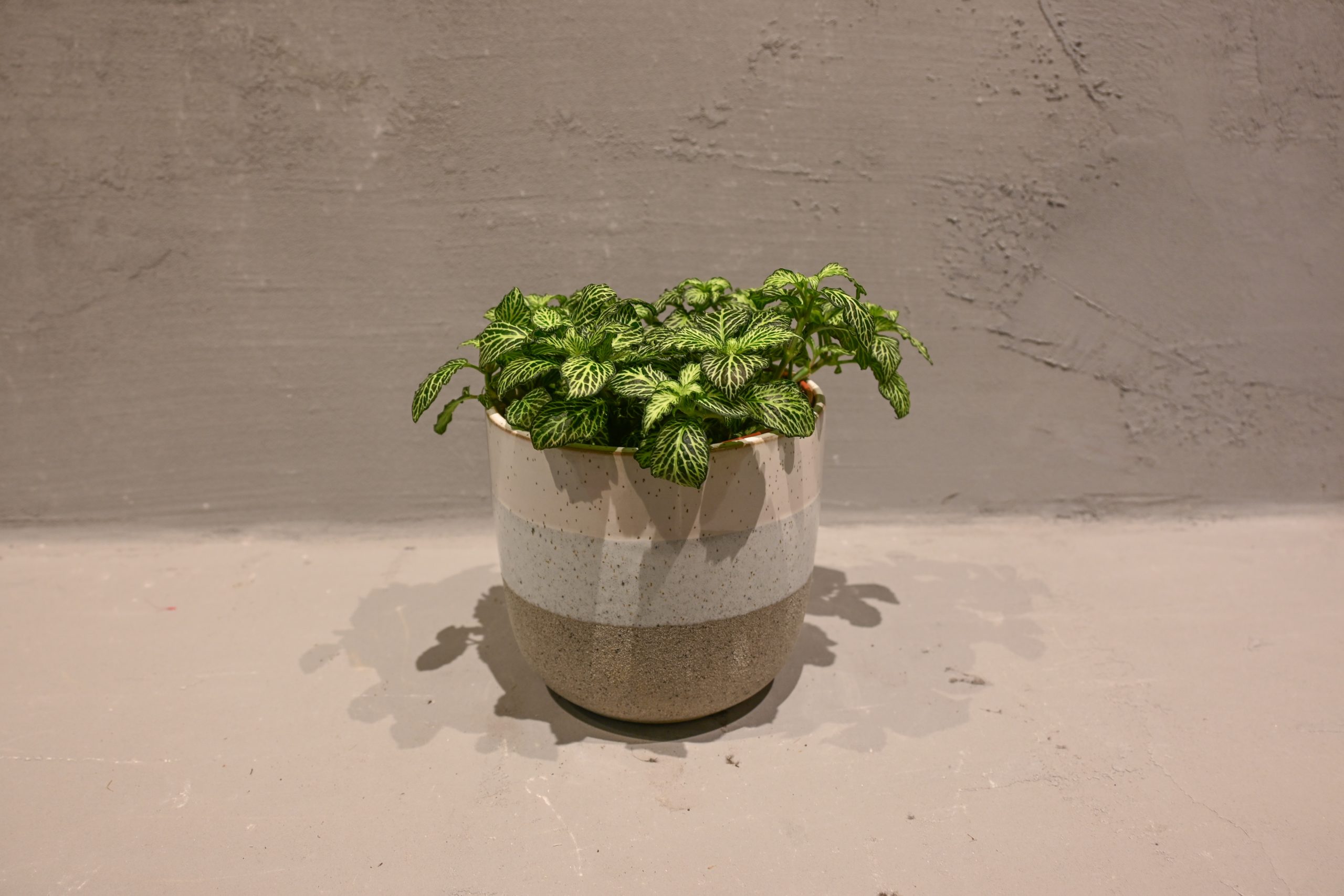 Fitonija: Mosaic Plant (Fittonia) - S