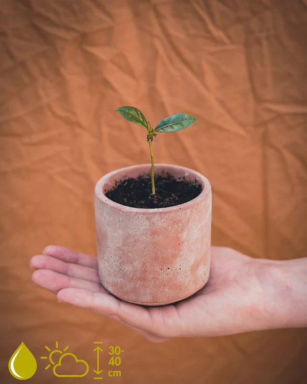 DIY set: Za uzgoj sobne biljke iz sjemena - Grow Your Own