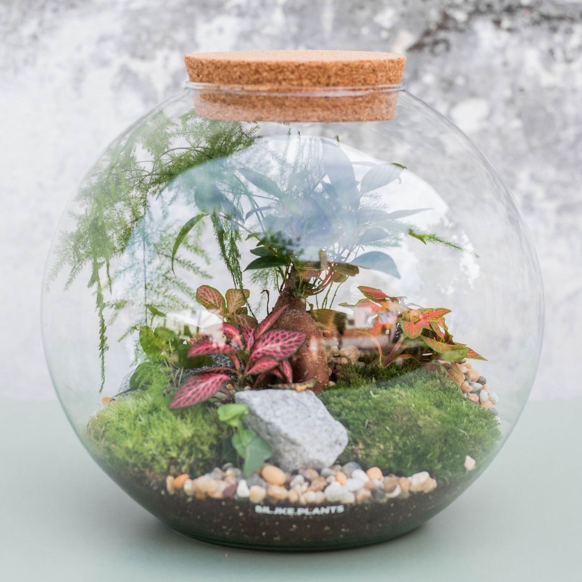 Terarij Kugla XXL je veliki orkugli terarij koji je bogato uređen sa raznim terarijskim biljkama poput fitonije, sobne palme, paprati, mahovine i bonsai stabla.