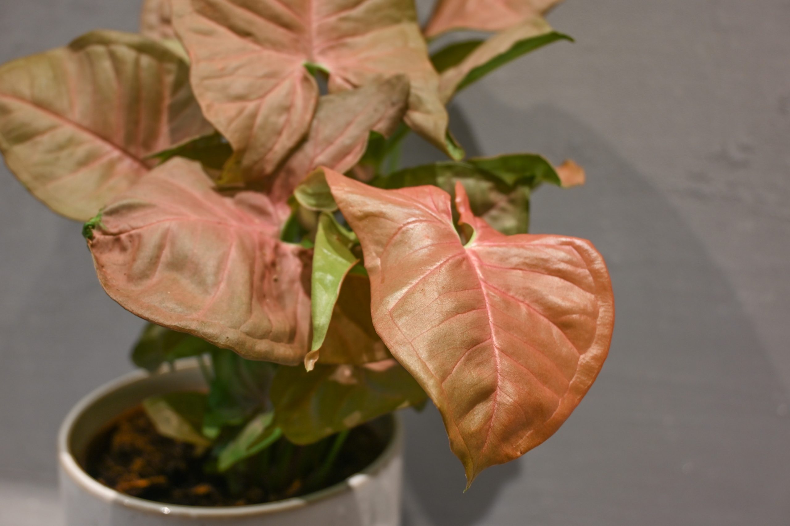 Singonij: Arrowhead Plant (Syngonium Podophyllum) - M