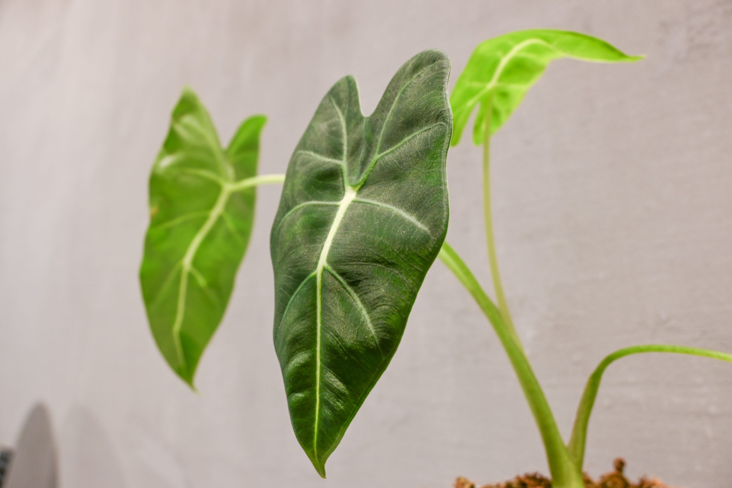 Alokazija Frydek: Green Velvet (Alocasia micholitziana) - M