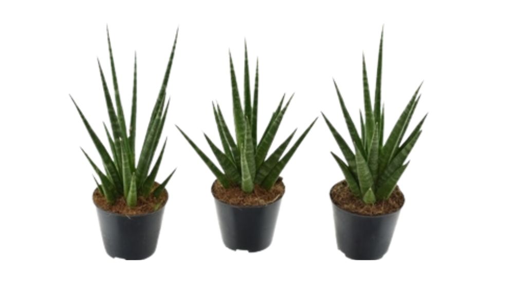 Sansevieria je biljka koja ima zelene prugaste listove koji idu u visinu.