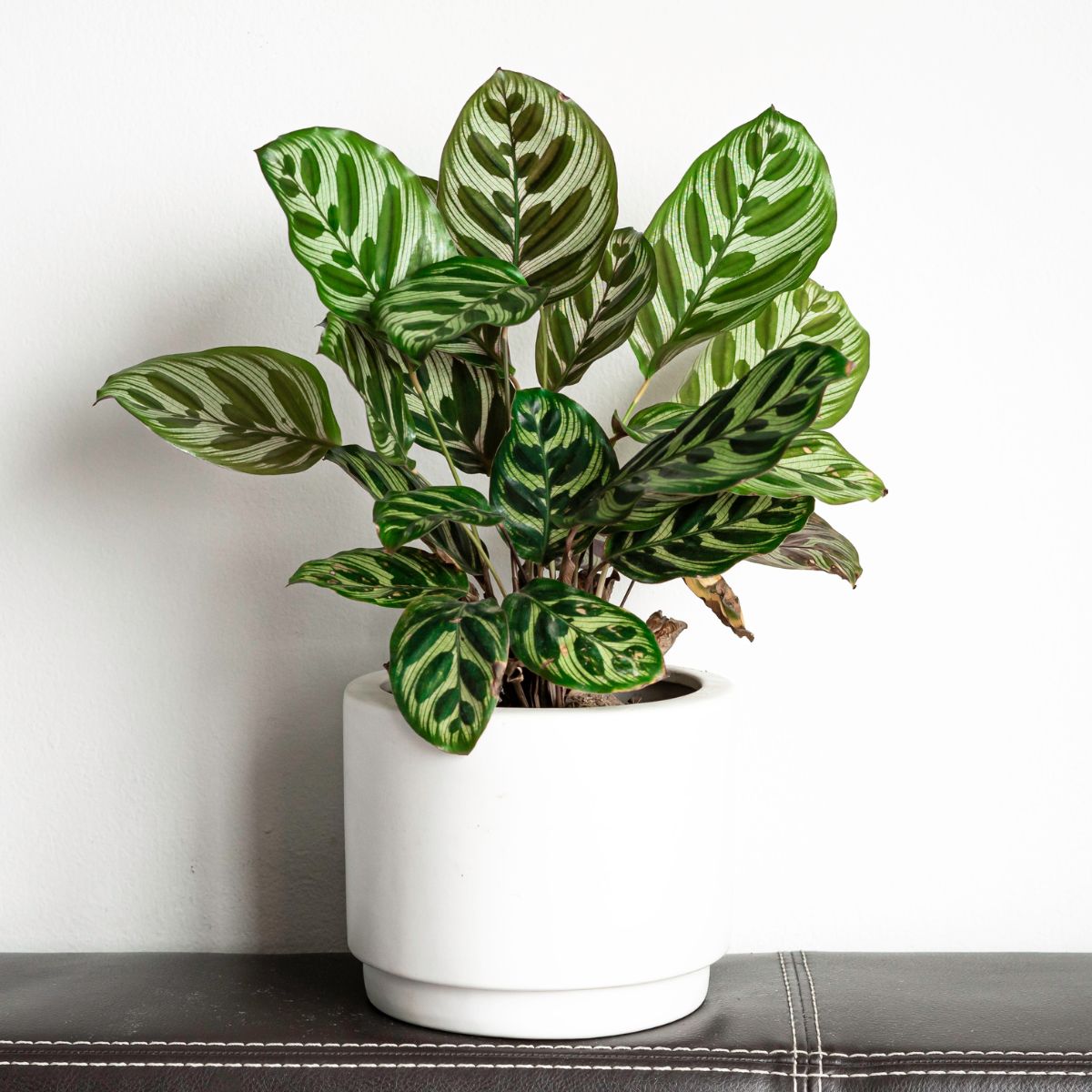 Calathea Makoyana je biljka s lijepim šarenim lišćem koja se odlikuje raskošnim uzorcima i živopisnim bojama.