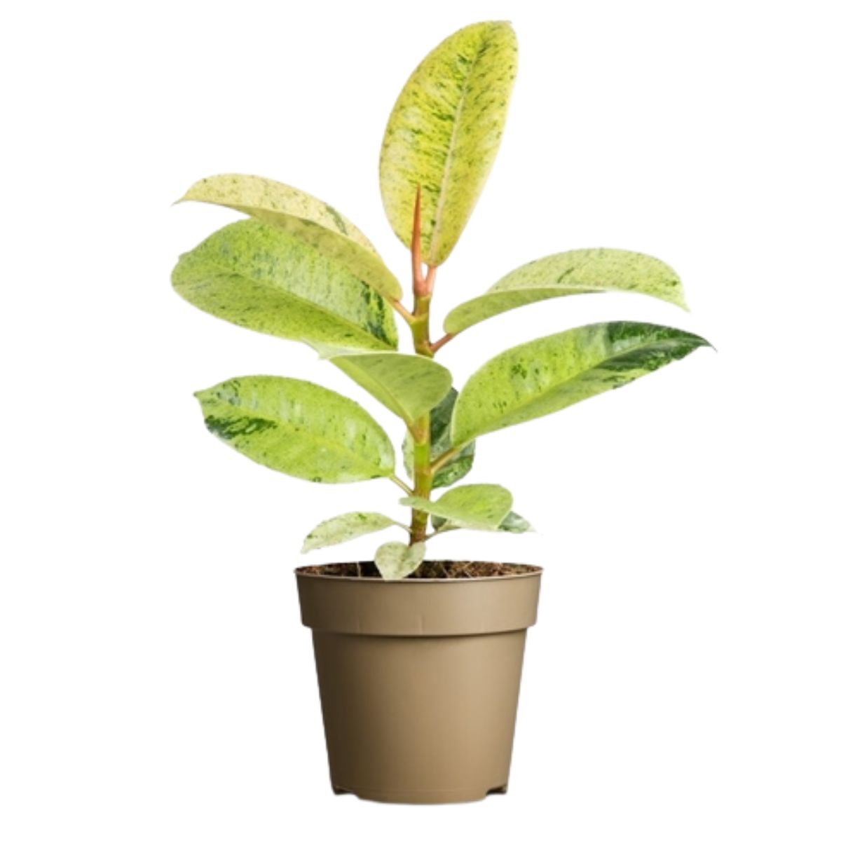 Ficus elastica je unikatna biljka koja ima blijedo zelene prošarane listove i pogodna je za sve prostore.