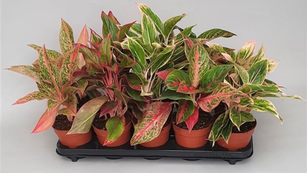 Aglaonema Mix Luxe je sobna biljka s ukrasnim listovima u različitim nijansama zelene, srebrne i crvene boje, koja stvara luksuzan i elegantan izgled.