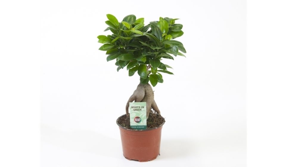 Ficus mi Ginseng je sobna biljka s debelim, mesnatim deblom i tamnozelenim, kožastim listovima, koja često ima kompaktan, bonsai-izgled.
