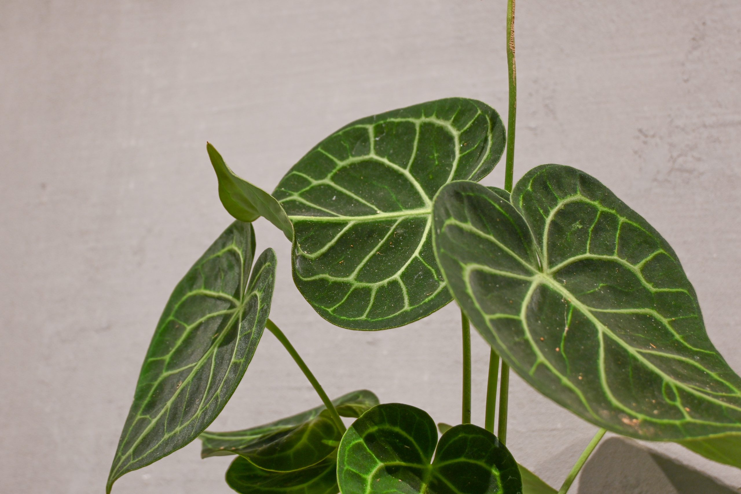 Anturijum clarinervium: Velvet Cardboard Anthurium (Anthurium clarinervium) - M