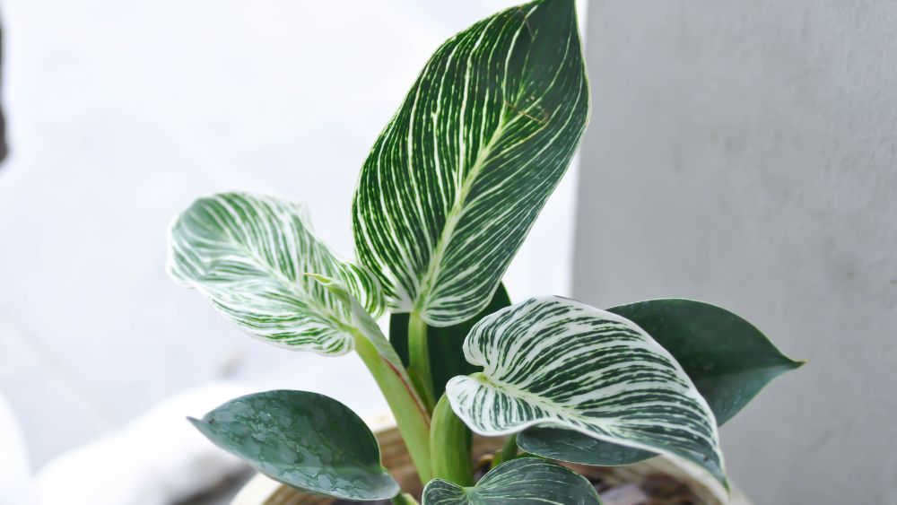 Mali Philodendron je kompaktna sobna biljka s malim, zelenim, srcolikim listovima koji rastu u gustim grozdovima.