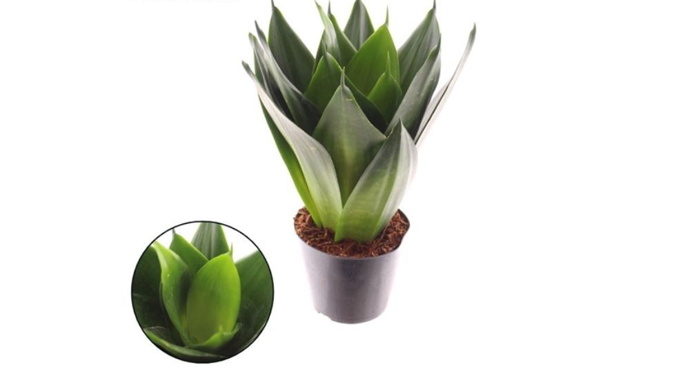 Sansevieria trifasciata, također poznata kao zmijska biljka, ima uspravne, tamnozelene listove s svijetlim prugama, što joj daje jedinstven izgled.
