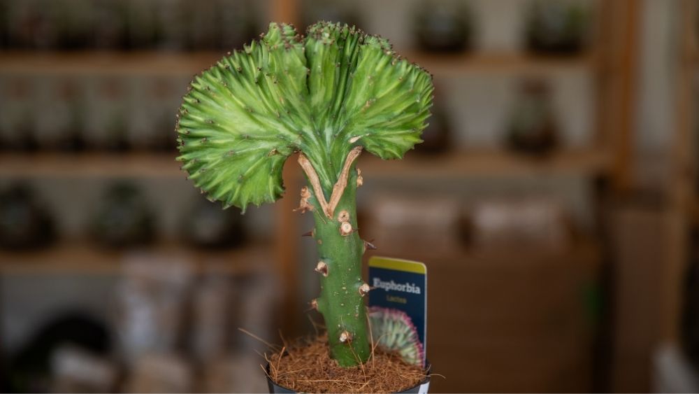 Na slici je prikazana Euphorbia lactea, sočna biljka s nepravilnim, valovitim i mesnatim granama.