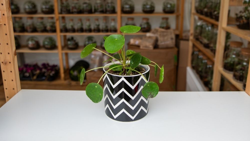 Na slici se vidi Pilea peperomioides, biljka s okruglim, mesnatim zelenim listovima na dugim peteljkama.