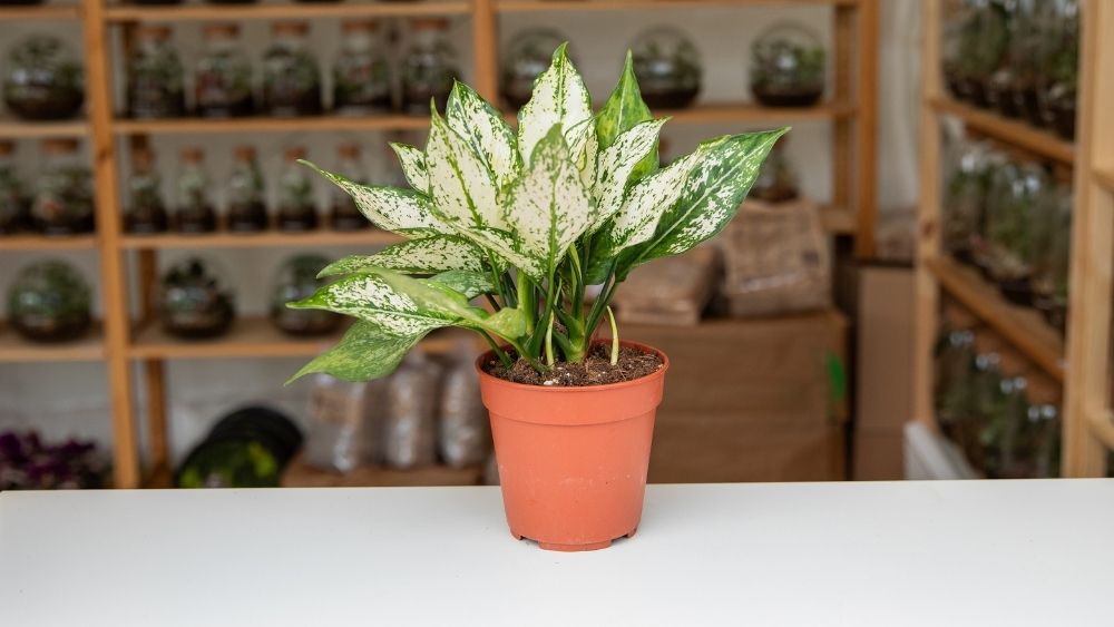 Aglaonema White: Sobna biljka nježnih bijelo-zelenih listova koja unosi svježinu, eleganciju i lakoću održavanja u svaki dom.