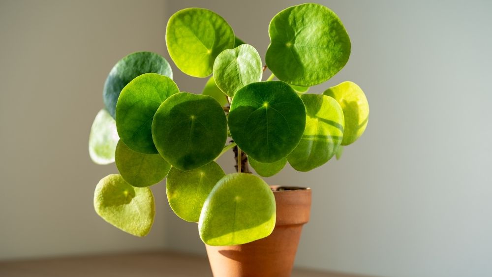 Kineski novčić: Chinese money plant (Pilea) - S