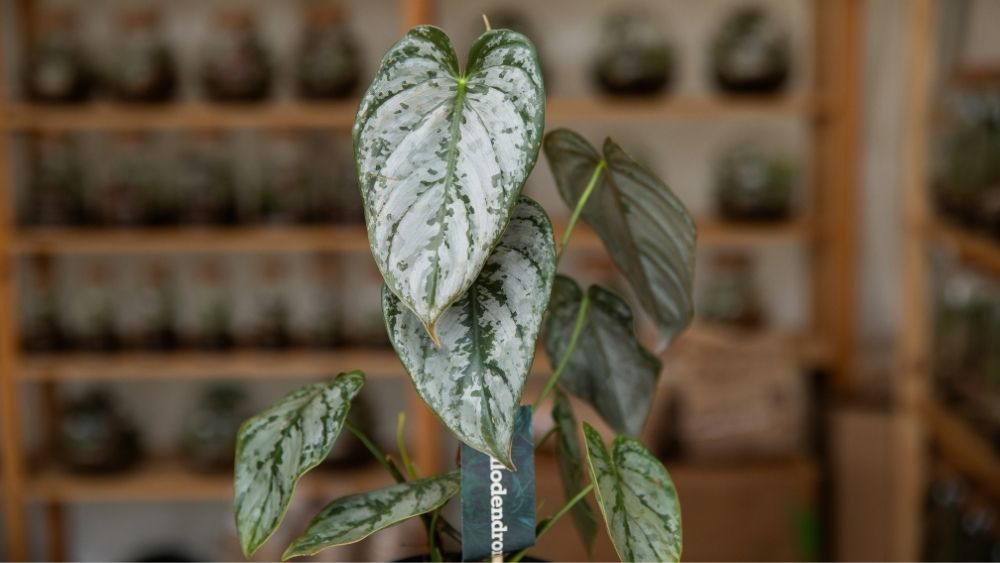 Na slici se nalazi Philodendron Birkin, biljka tamnozelenih listova prošaranih svijetlim prugama