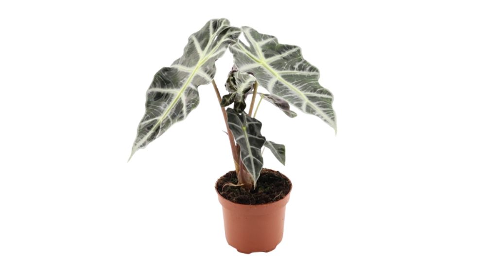 Alokazija: African Mask (Alocasia Polly) - M