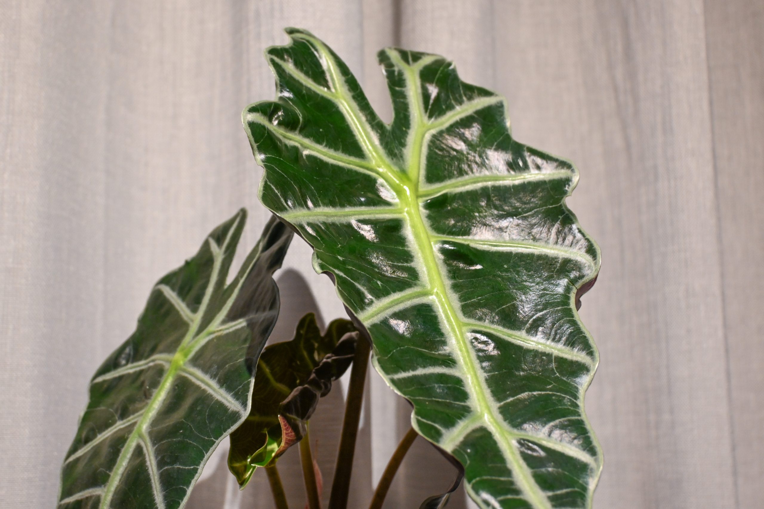 Alokazija: African Mask (Alocasia Polly) - M