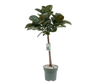 Stablo: Rubber Plant (Fikus Robusta) - L