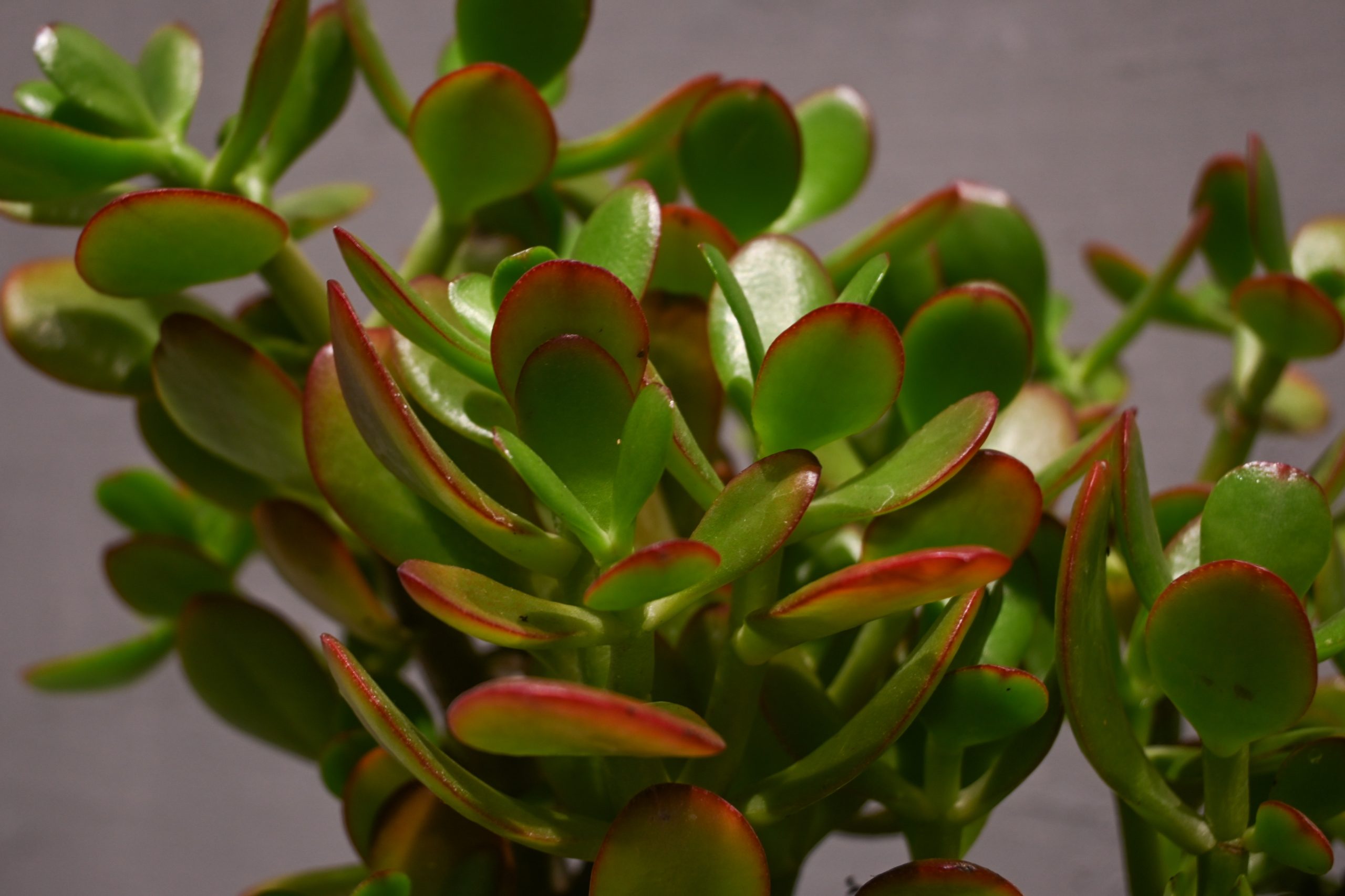 Crassula (Drvo novca) - M