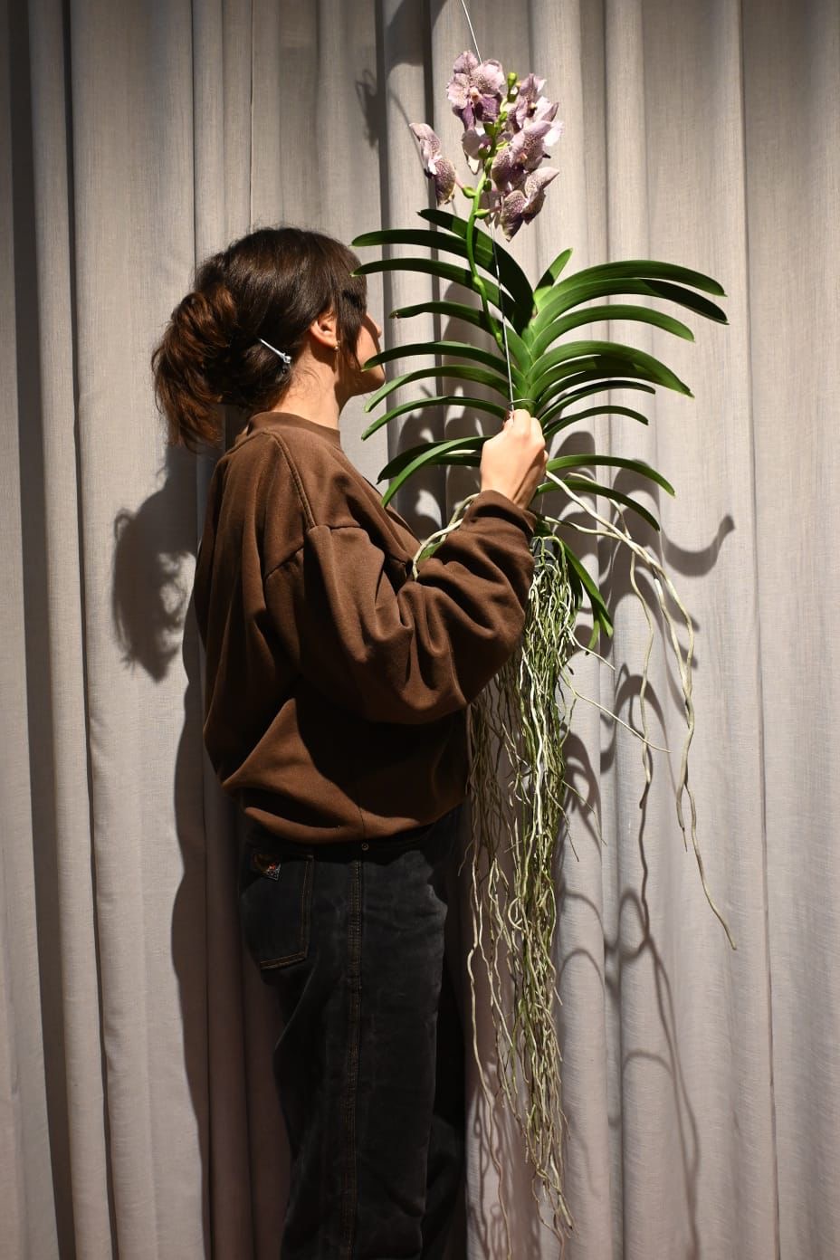 Viseća Orhideja Vanda: Vanda Orchid Phalaenopsis - M