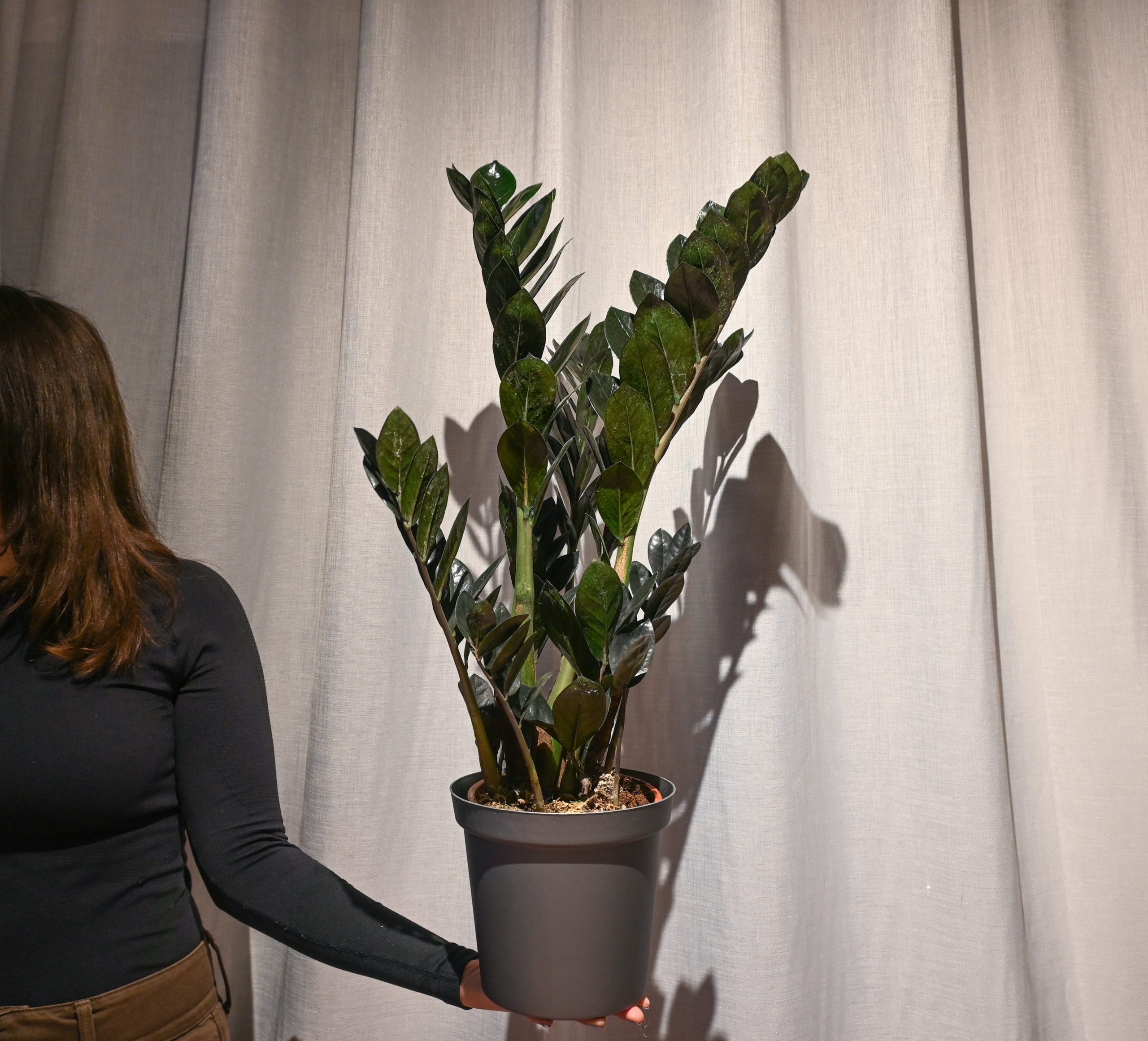 Zamija: Raven (Zamioculcas zamiifolia, crna zamija) - L