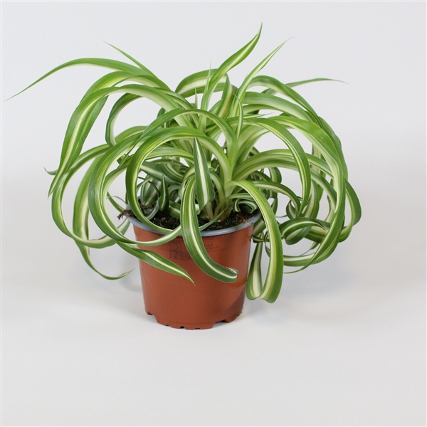 spder plant pauk biljka