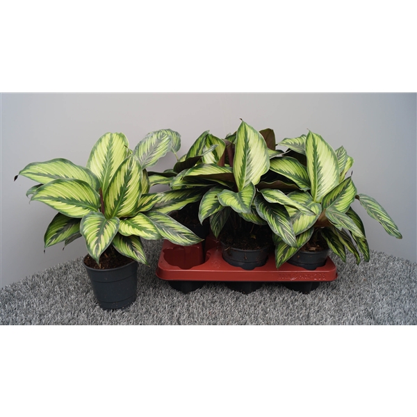 Kalateja: Pinstripe Calathea (Calathea Pinstripe) - M