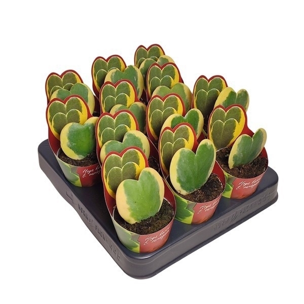 Hoya Kerrii Variegata: Variegated Sweetheart Hoya - S