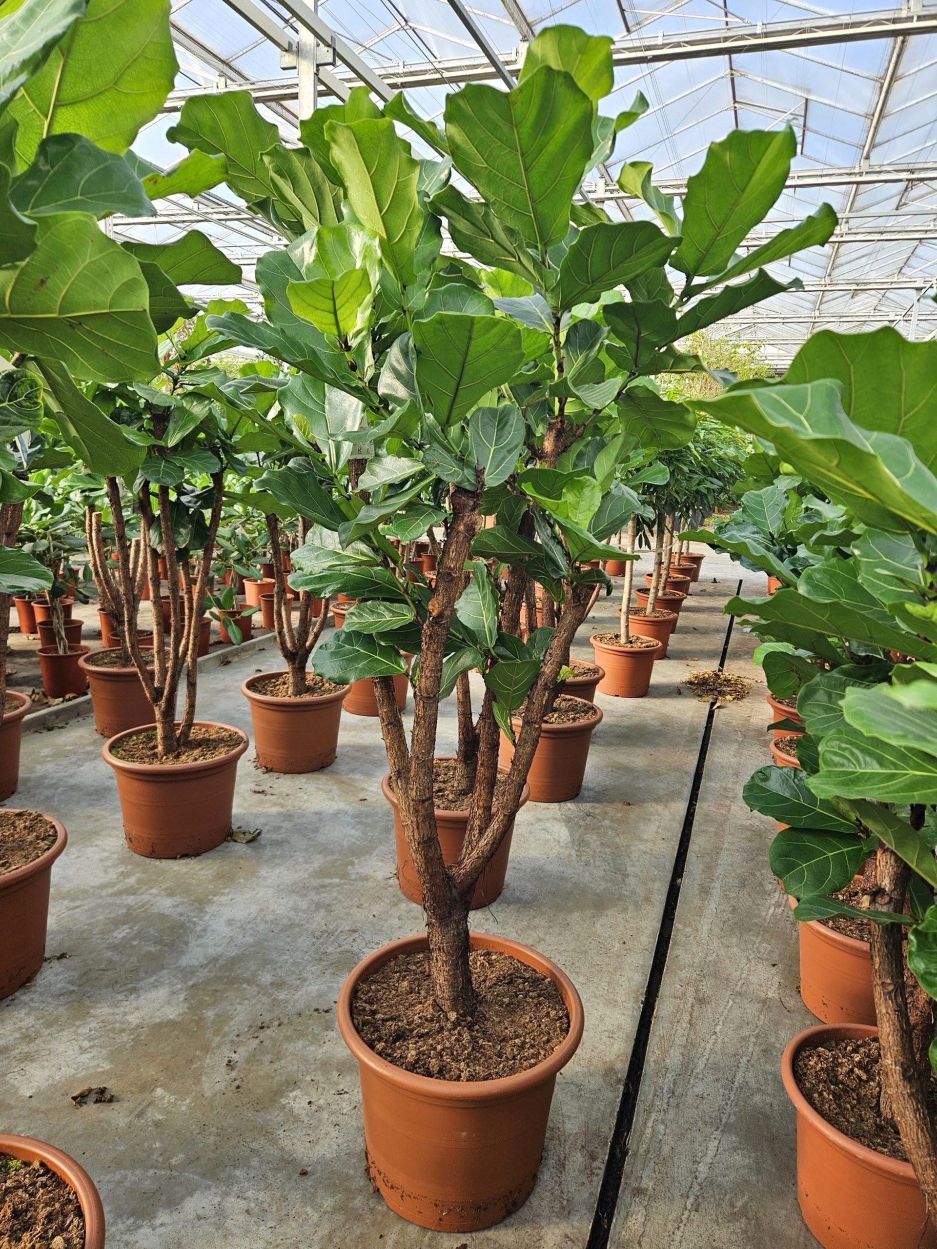 Fikus Lyrata: Fiddle-leaf Fig (Lirasti fikus) - XL