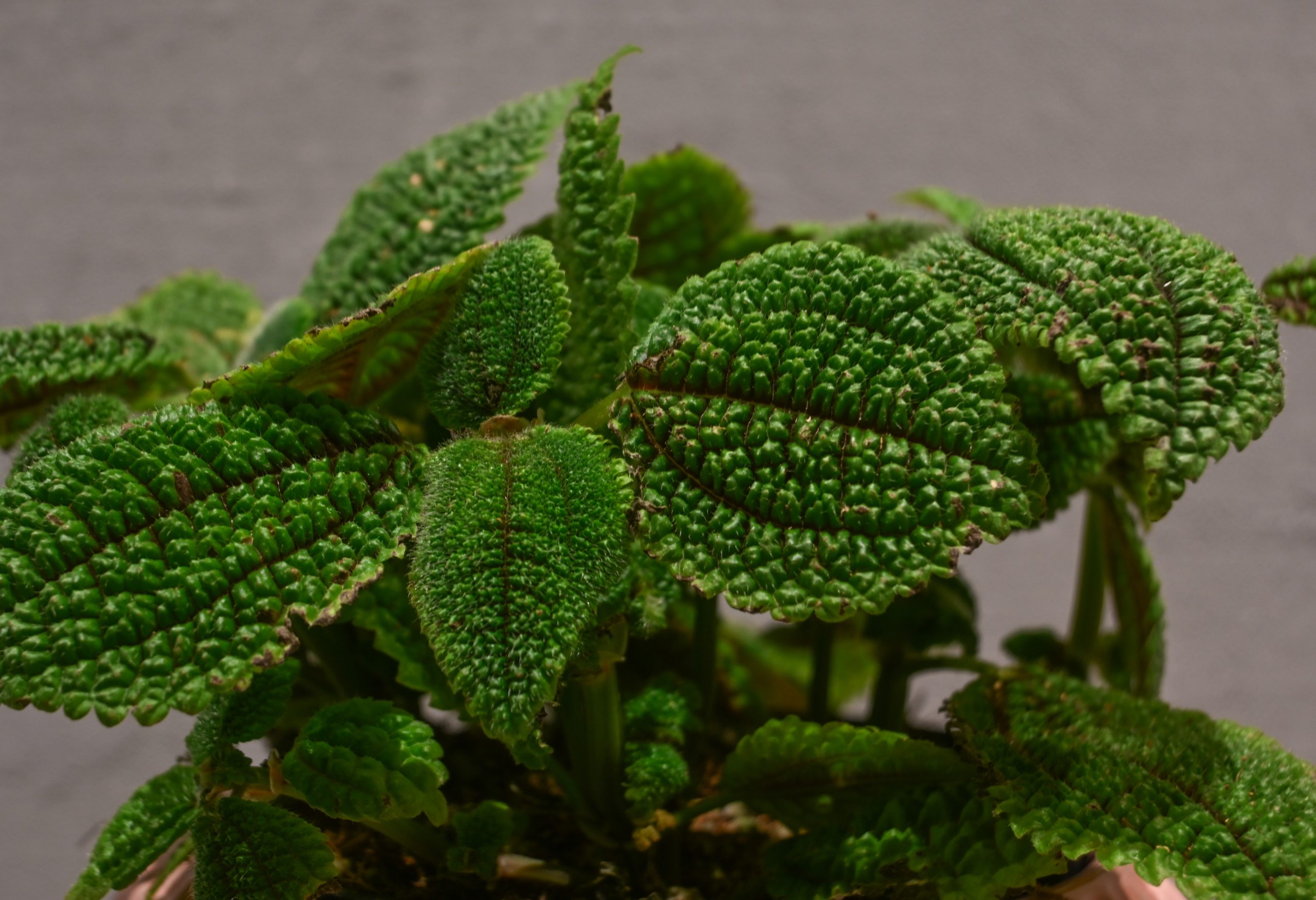 Pileja: Moon Valley (Pilea Mollis) - S