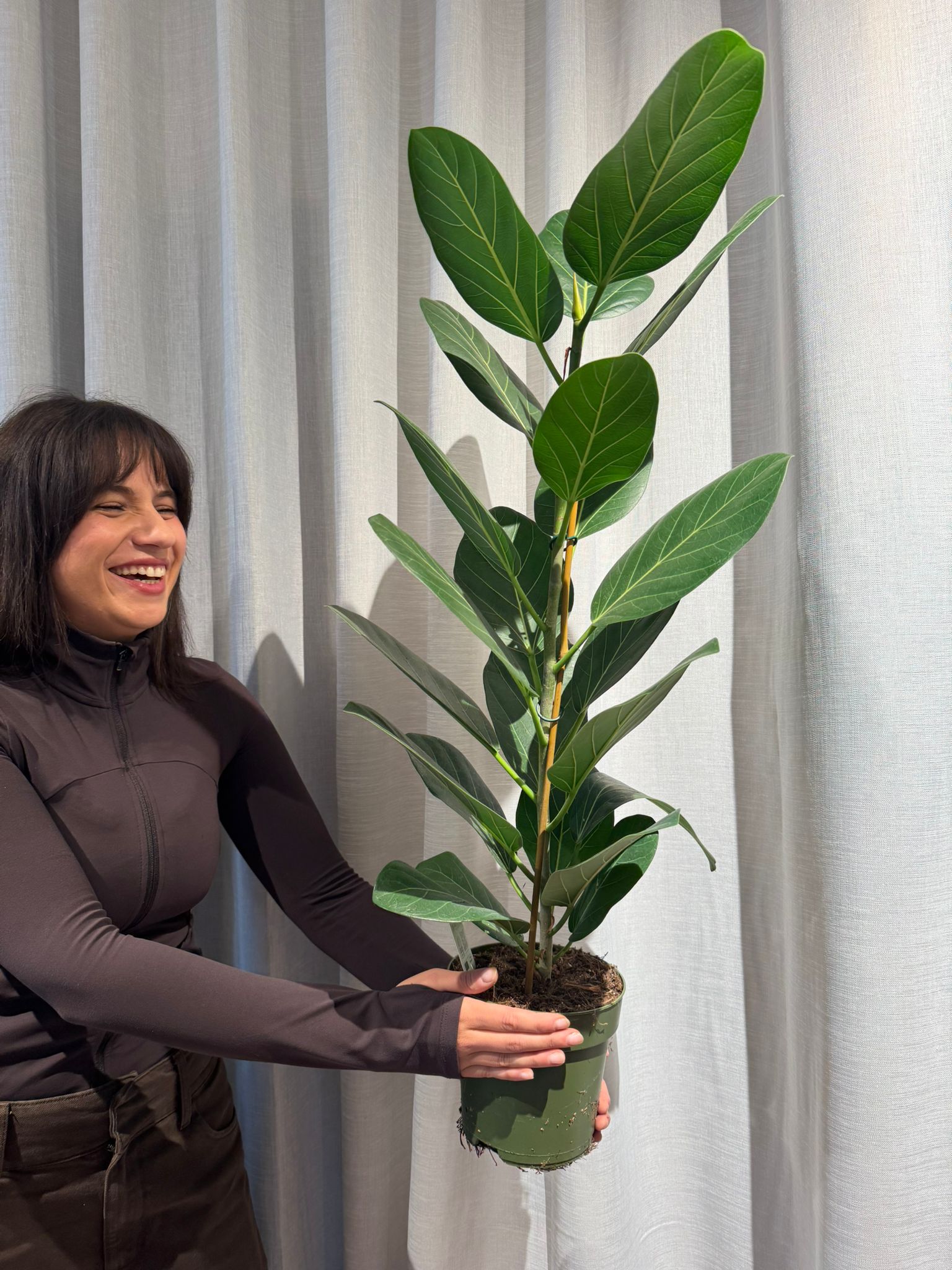 Fikus: Audrey Fig (Ficus Benghalensis) - L