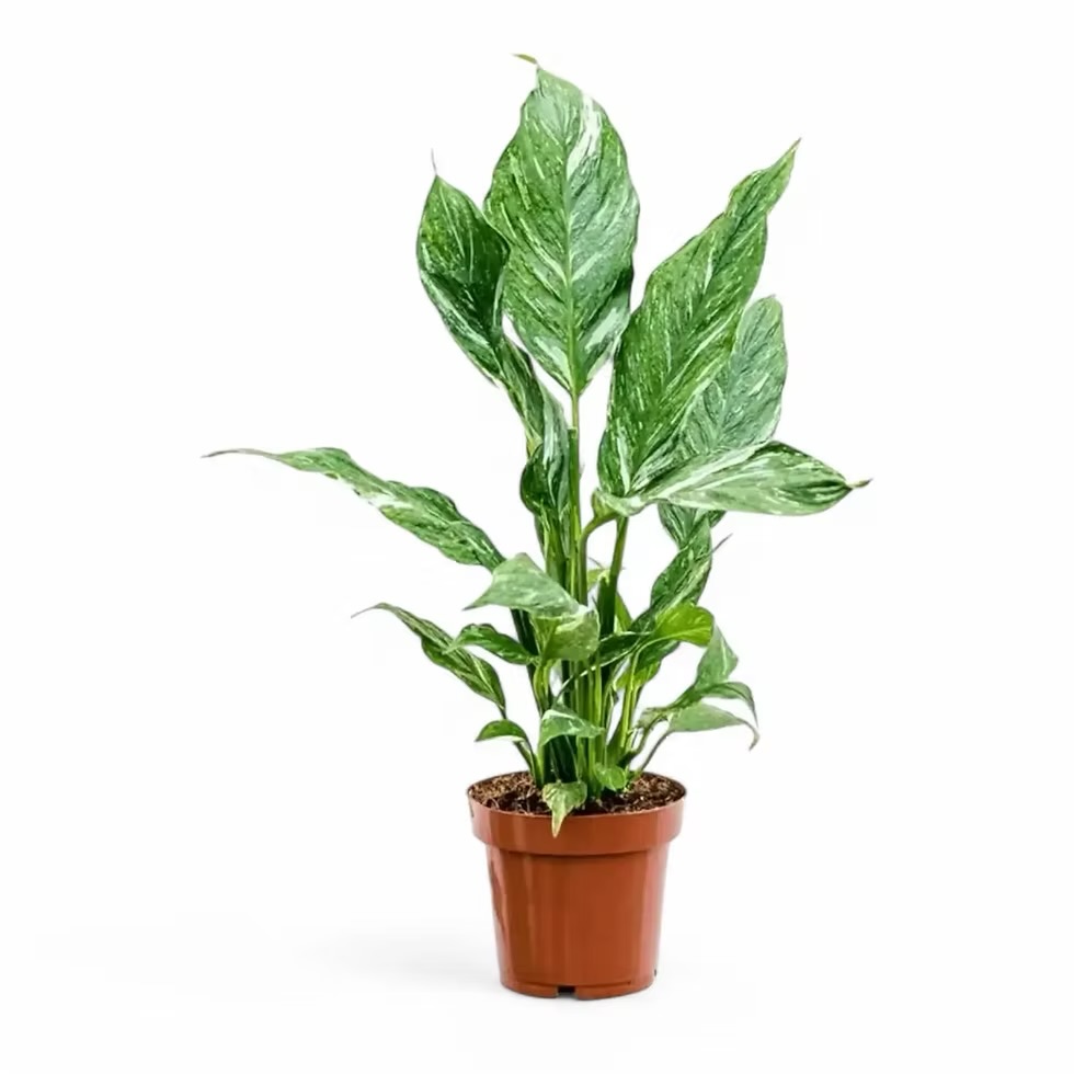 Spatifilum Diamond: Peace Lily Diamond (Spathiphyllum) - L