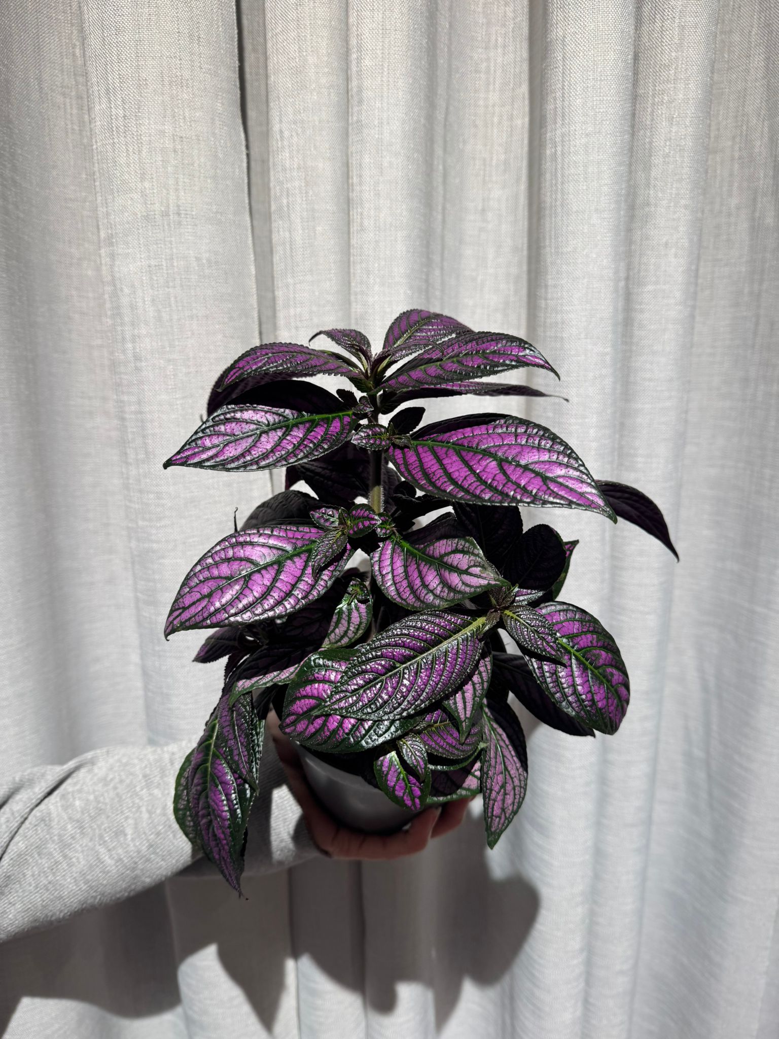 Perzijski štit: Persian Shield (Strobilanthes dyerianus) - M
