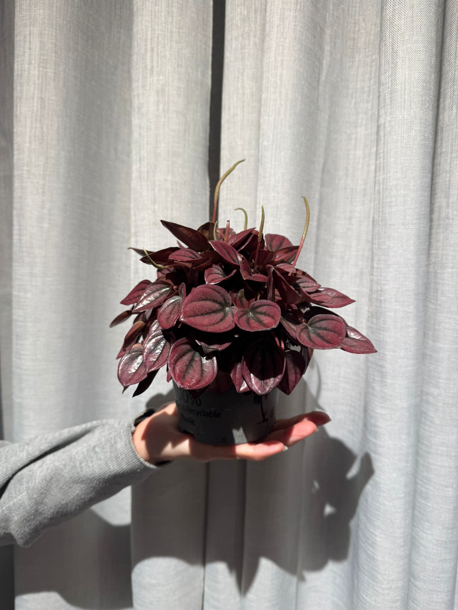 Peperomija Caperata: Peperomia Caperata Red - M