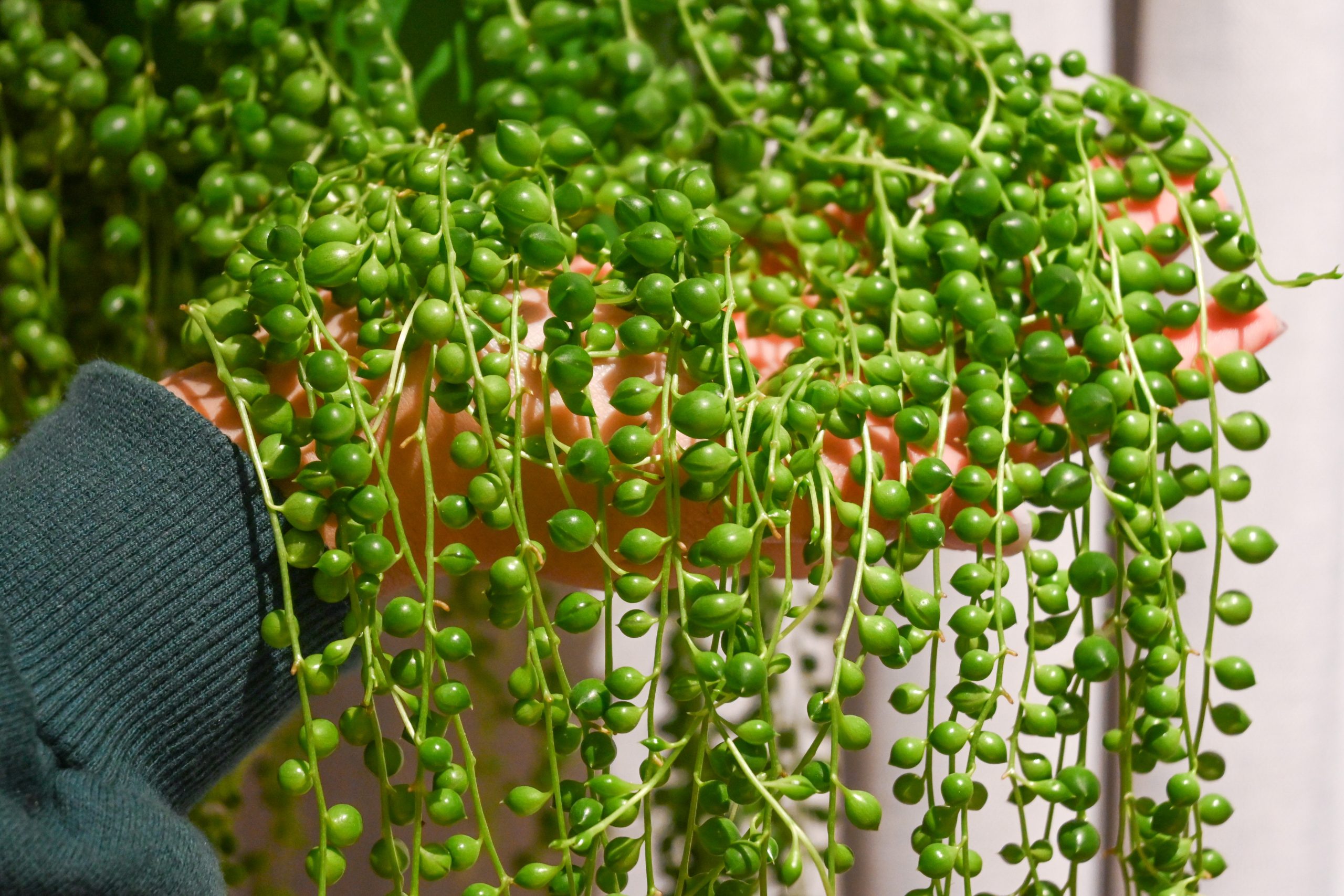 Niz bisera: String of Pearls (Senecio Rowleyanus) - M