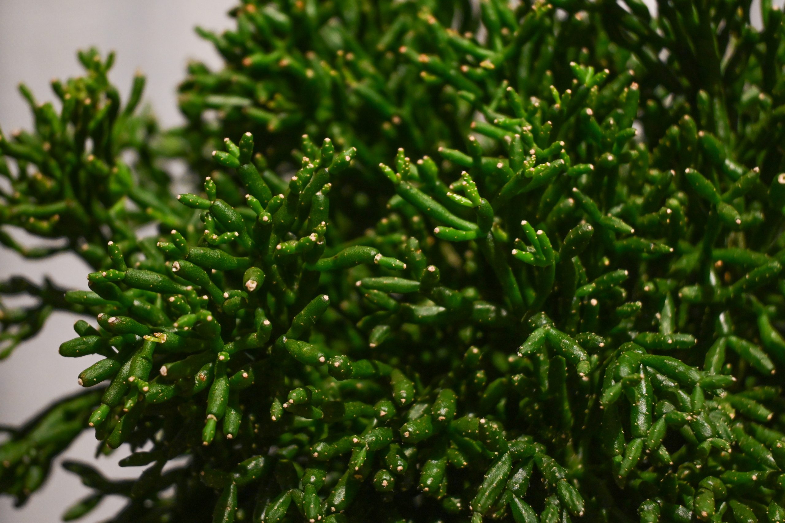 Ripsalis assutha Cassera: Mistletoe Cactus (Rhipsalis baccifera) - S