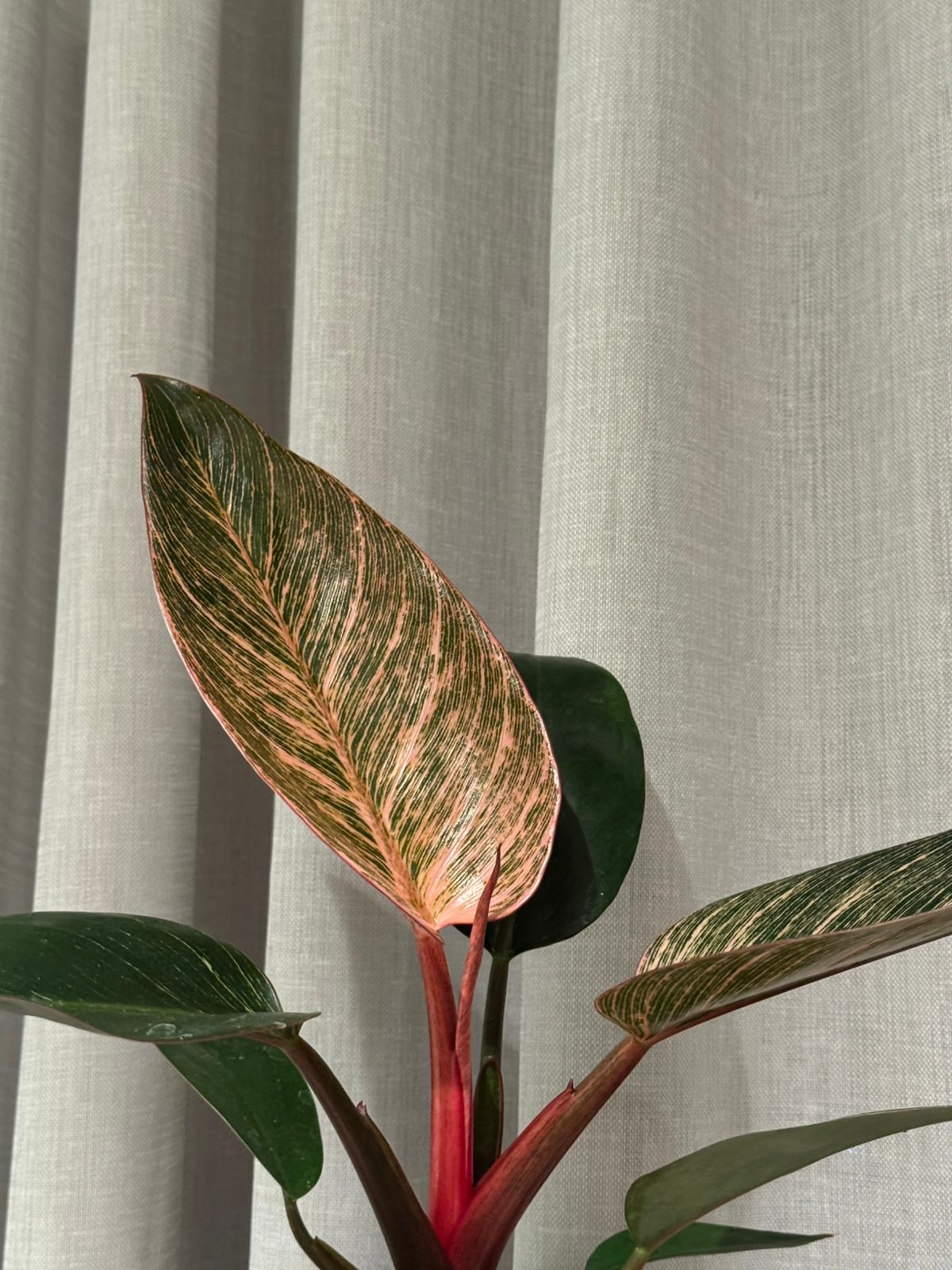 Filodnendron Pink Birkini: Philodendron Birkin - M