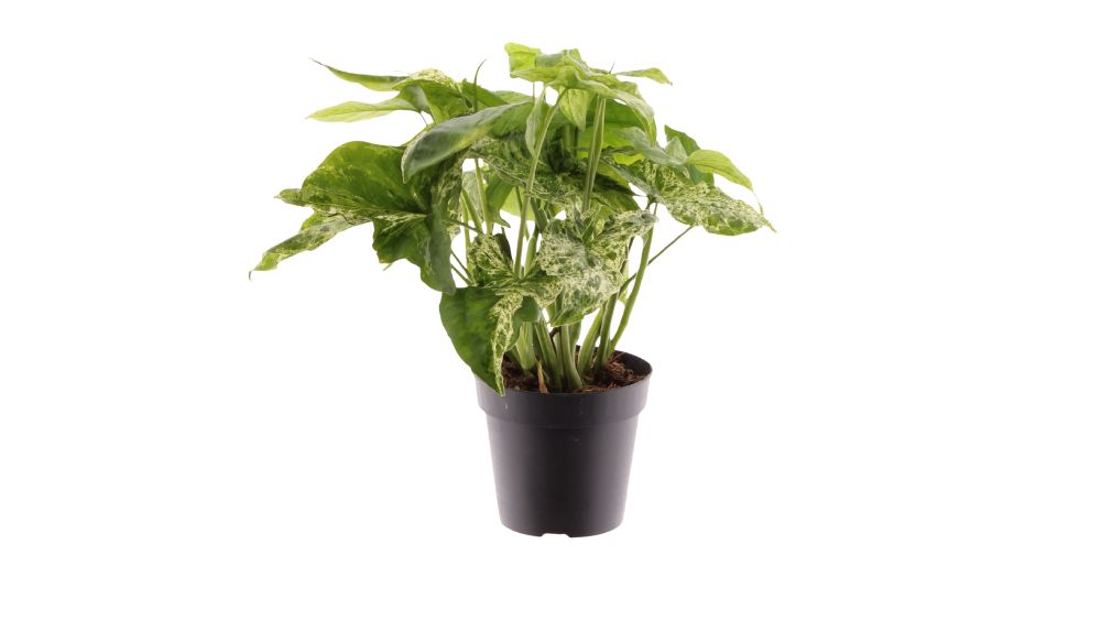 Singonij Mottled: Arrowhead Plant (Syngonium podophyllum) - M
