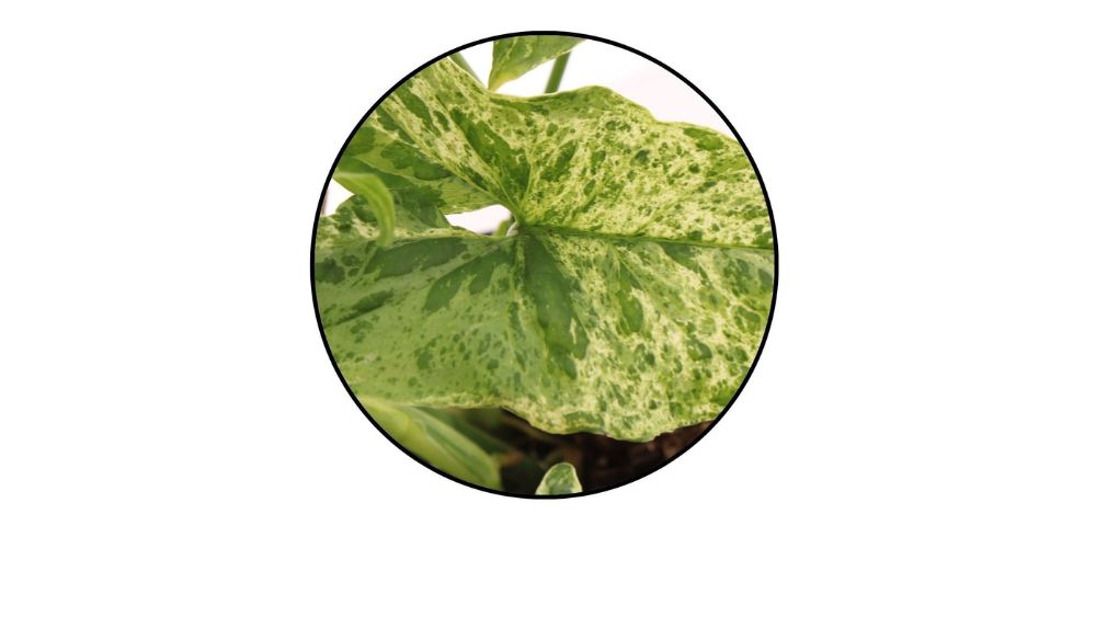 Singonij Mottled: Arrowhead Plant (Syngonium podophyllum) - M