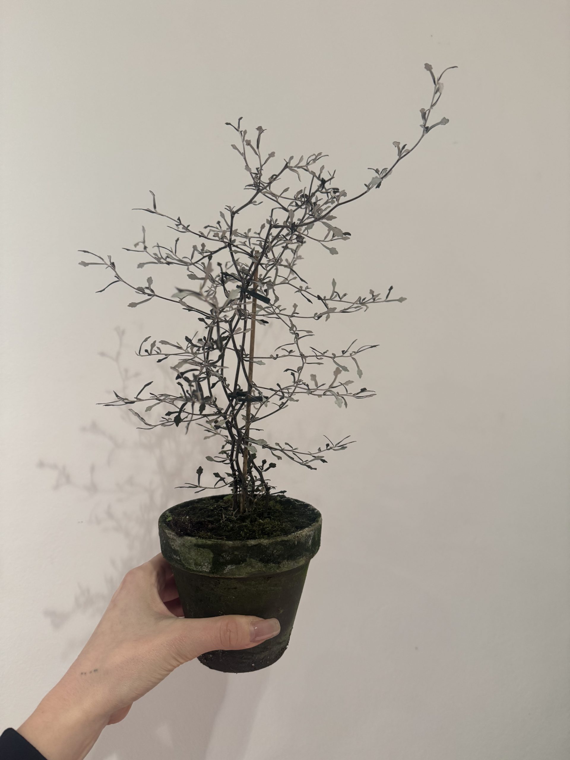 Corokia cotoneaste - M