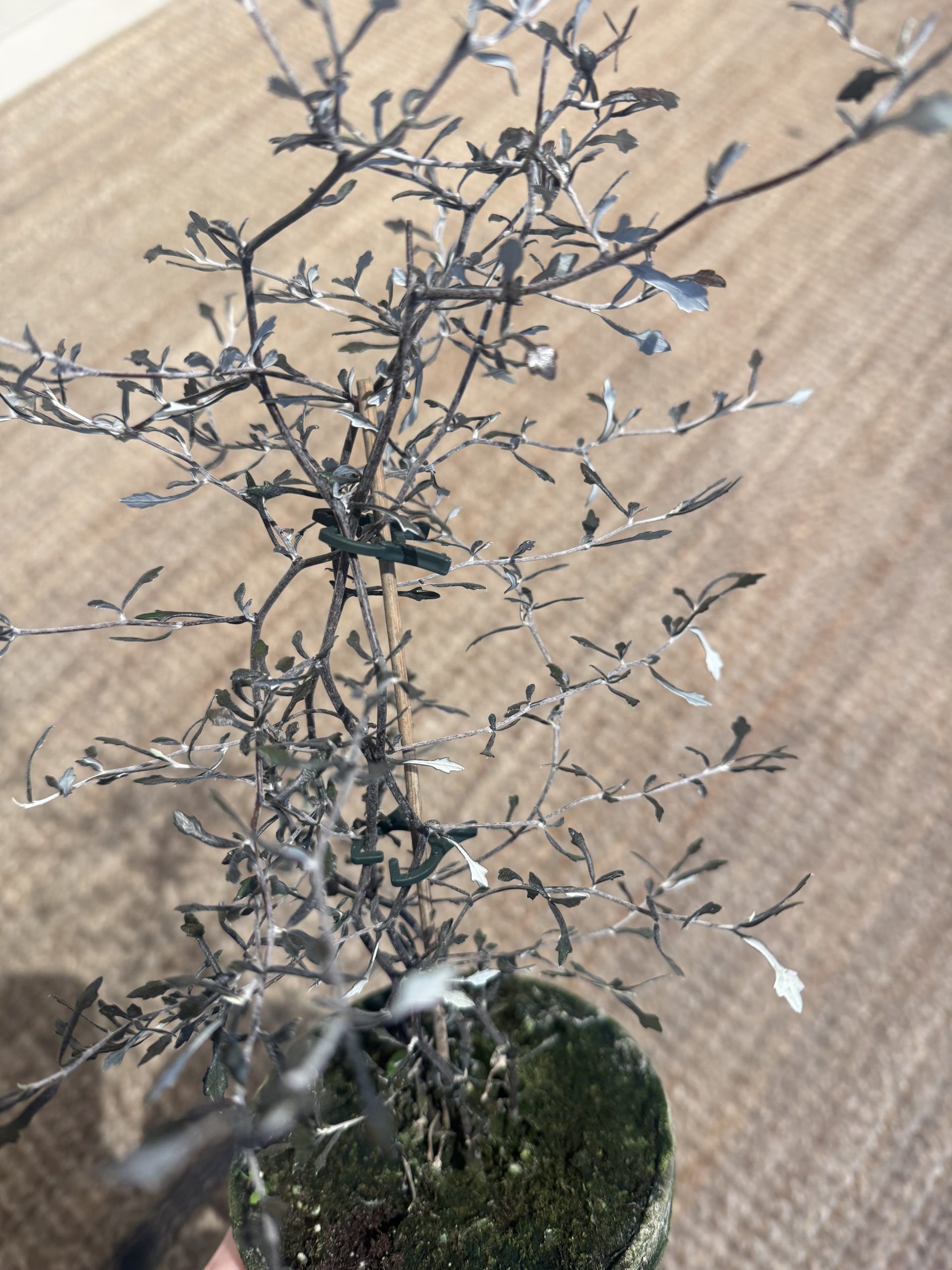 Corokia cotoneaste - M