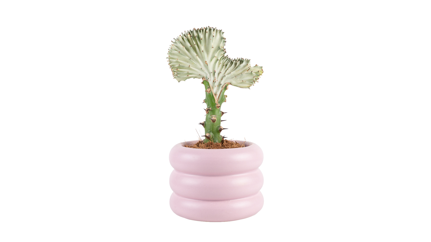 Euphorbia lactea (Kaktus Euphorbia) - M